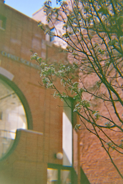 More pear blossoms by that same building
