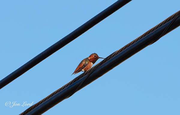 This is a colour photo in landscape format of a small Hummingbird perched on a telephone or power cable. El Segundo, California (2018).

Stretched diagonally across the photo from the top right corner down to the lower left corner are two cables spaced a short distance apart. The upper cable is sheathed in plastic. The lower cable has a thicker, braided wire cable with a smaller sheathed cable bound to it. In the middle of the image is our Hummingbird, viewed in profile, facing to the right and brightly lit by the still low morning sun. The bird has a medium length dark and sharp beak. The top of the head appears to be dark brown or green. The side of the head and undersides are light brown. The chin area is a distinctive burgundy red with an almost mother-of-pearl texture. The leading edge of the wings that dark brown or green colour, the same as the head. The background is a medium blue, clear and cloudless sky.

The bird as the appearance of a male Ruby-throated hummingbird (Archilochus colubris) which I understand Southern California is not their normal neck-of-the-woods, so perhaps this is another breed of these very energetic birds.