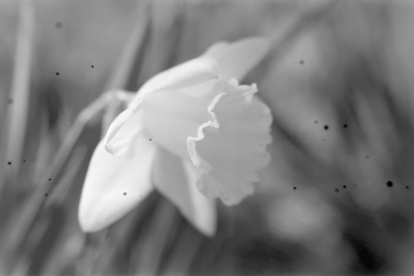Black and white closeup of a white daffodil flower