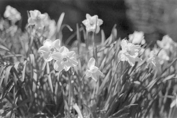 Many white daffodil flowers, back lit