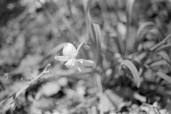 A small white daffodil flower tilting down