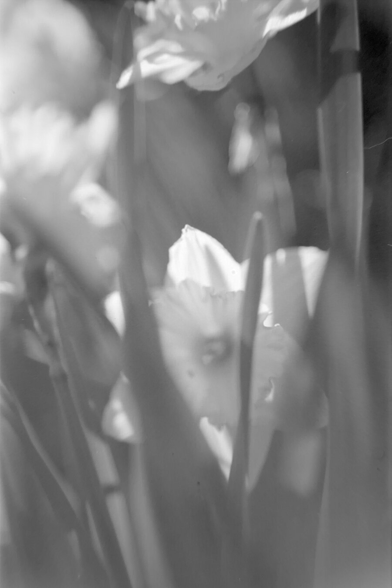 Closeup of a white daffodil flower peeking from behind leaves