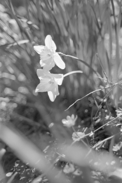 Two white daffodil flowers, back lit