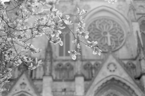 Large magnolia flowers back lit, in front of a Gothic cathedral