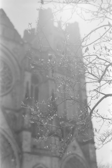Magnolia buds in from of a Gothic cathedral