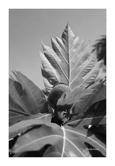 A fruit and a leaves of unknown spice of tree