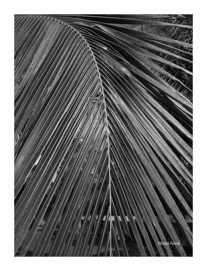 A leaf or a branch of palm tree presented in black and white post process