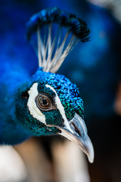 A close-up of a peacock's face