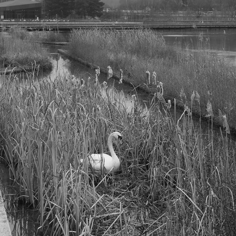 Ein brütender Schwan in einem kleinen Feld aus Seegras und Schilf. Gesehen im Seepark im Nachbarort. Im Hintergrund sieht man eine Brücke die über den See führt. Das Foto ist in Schwarzweiss.