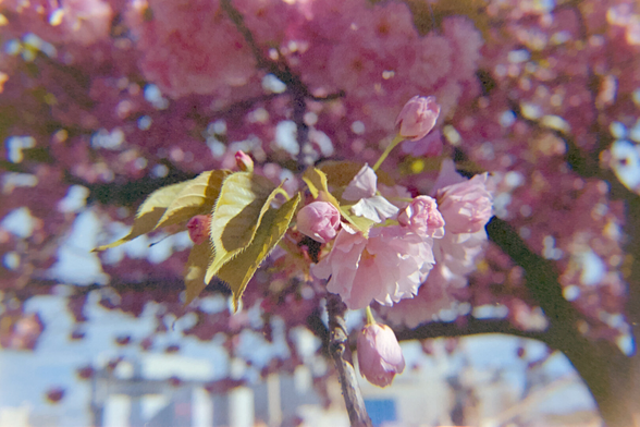 Closeup of pink cherry blossoms