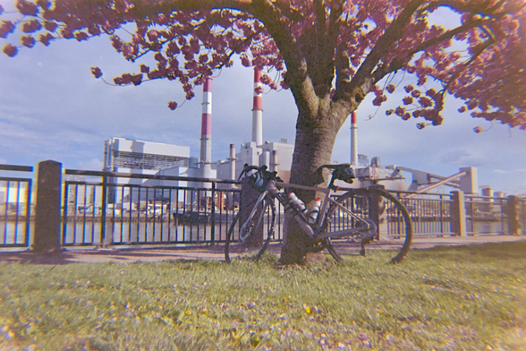 A silver road bike leans on a tree full of cherry blossoms. In the distance, across the river, is a power plant.