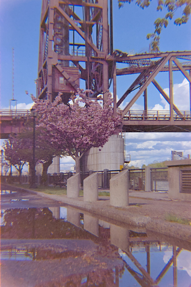 Cherry blossoms by the tower of a lift bridge, reflected in a puddle just after rain