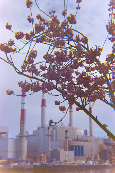 Cherry blossoms in front of the power plant