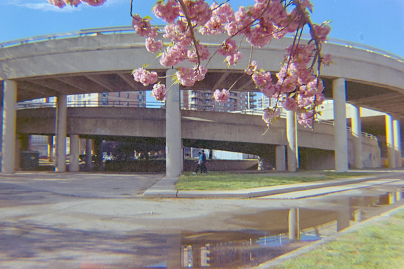 Cherry blossoms in front of a huge garage