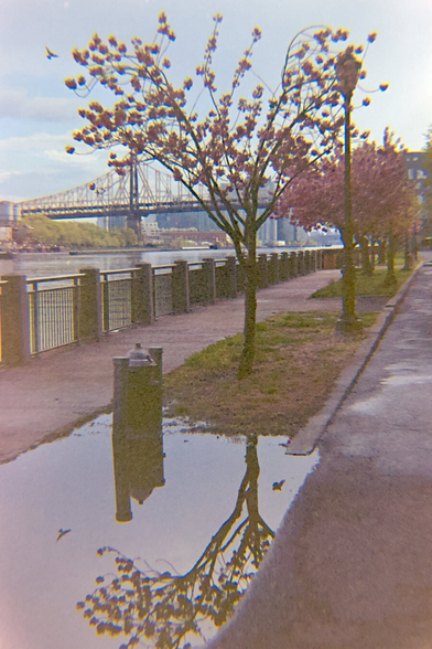 Cherry blossom reflected in a puddle just after rain, with the Queensboro Bridge in the background