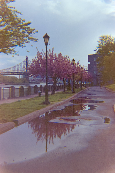 Cherry blossoms reflected in a puddle