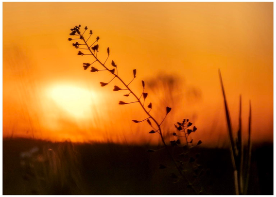 A silhouetted plant stem against a warm sunset background, blending hues of orange and yellow.