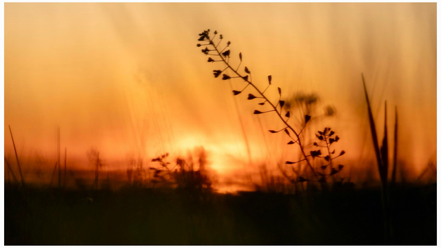 A silhouette of flowering plants against a warm, orange sunset sky. The foreground features thin, delicate branches, creating a tranquil and natural atmosphere.