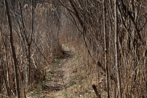 This is a landscape photo taken in the Spring in a wetland area, along a narrow path that passes between two ponds. The vegetation on each side of the path is approximately six feet high, resulting in an interesting visual effect as you look forward. The path curves slightly as it progresses through the tall vegetation.