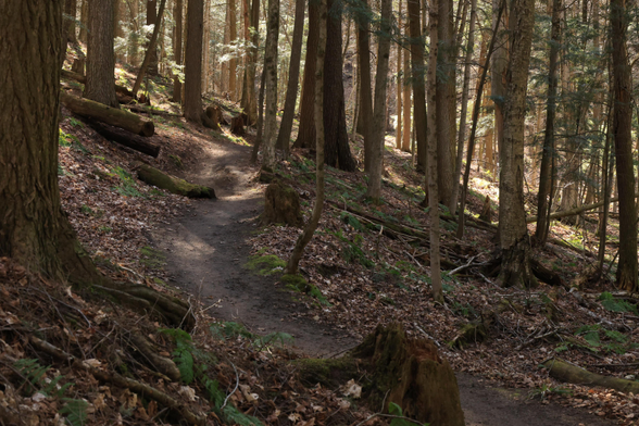 This is a landscape photo taken in the Spring along a hiking trail in a mature urban forest. The dirt trail can be seen winding it's way up a slope through a mix of deciduous and coniferous trees. Patches of green ferns starting to grow in the Spring weather can be seen on the forest floor, as well as fallen leaves from last Fall.  It was a sunny day, so shadows can be seen as the sun breaks through the trees. 