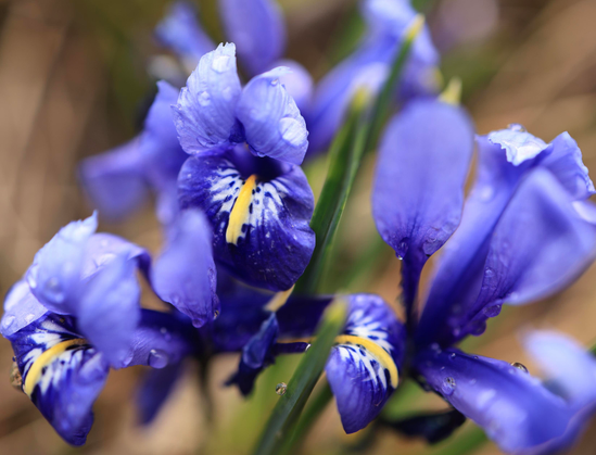 This is a landscape format photo of a wildflower that was growing at the side of a hiking trail that passes through an urban forested area. The photo was taken after a rainfall, so water drops can be seen on the flower. The petals are a vibrant blue colour with white accent marks. A yellow coloured filament extends out from the centre of the flowers.  A raindrop in the lower centre area of the photo is clearly in focus as it rests on a green stem.
