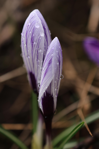This is a portrait format photo of a wildflower growing at the side of a hiking trail that passes through an urban forested area. Rain drops can be seen on the closed petals of the flower when the photo was taken, after a period of rainfall. The flower portion of the plant is narrow in shape and is directed vertically upward from the green stem. The petals are mauve and white in colour with an interesting line pattern visible. 