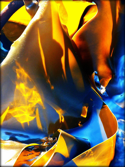 A macro colour photograph showing light flickering through seaweed against the backdrop of a deep blue sea.