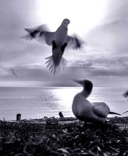 Das Schwarzweißfoto zeigt einen Basstölpel im Moment der Landung, aufgenommen mit einer längeren Verschlusszeit. 
Seine große Liebe wartet ungeduldig auf ihn.