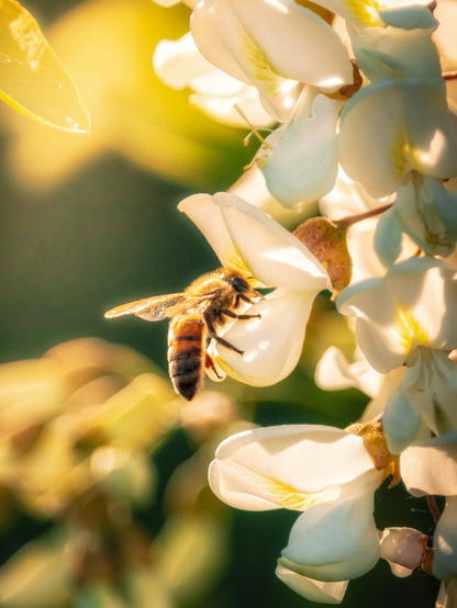 A photograph of a bee with yellow and black striped abdomen and translucent wings. It is perched on a cluster of white, trumpet-shaped flowers (white wisteria).  The background is a soft, blurred mix of green and yellow hues because of the sunlight coming through the trees.