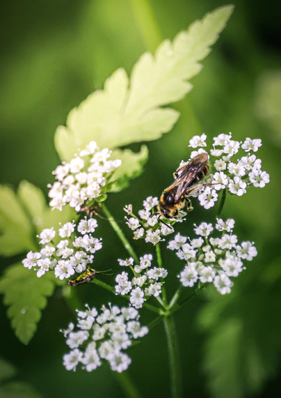 A photograph of a close-up of the top of a goutweed flower. On it there is a bee and another two insects. The bee has yellow and black stripes. One of the insects are green and brown and the other is kind of blurred in the background. The flowers are clustered on green stems with small almost serrated leaves. The background is a soft and a blurred gree.