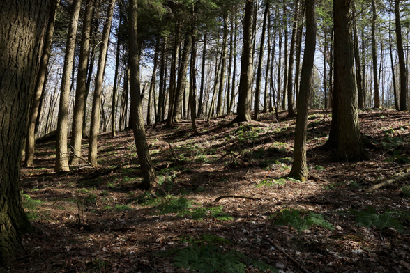This is a landscape photo taken in the Spring on the side of a hiking trail that passes through an urban forest. The angle of the photo is up a slope that was to the side of the trail. It was a sunny day so shadows can be seen on the ground and the many trees in the area.  New growth of green ferns can be seen on some areas of the ground. The terrain is undulating over the span of the photo.