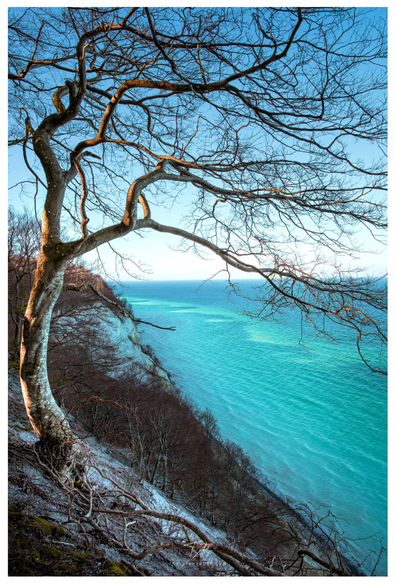 A bare tree, bathed in the light of the setting sun, overlooks the turquoise sea from a cliff. The tree is bent by the wind, and its roots frame the sea in the background.