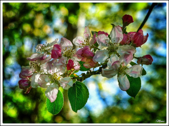 Die rotweißen Blüten eines Apfelbaumes im Halbschatten.