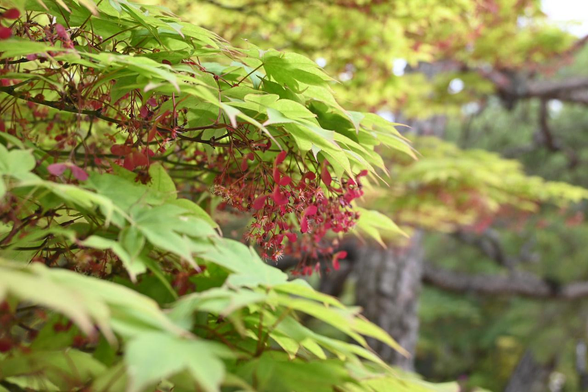 葉の下に多くの花を携えたモミジ。すでにプロペラ状の翼果になっているものも複数見える。/ 2026.04.19 平安神宮・西神苑から