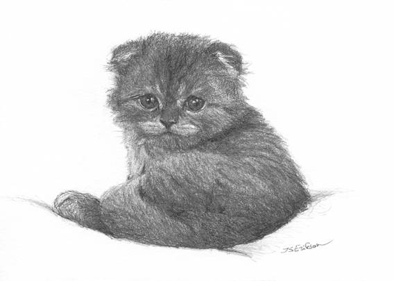 This is a black and white graphite drawing of a small kitten. The kitten still has floppy ears and it is looking innocently in our direction while sitting neatly on a supposed blanket.