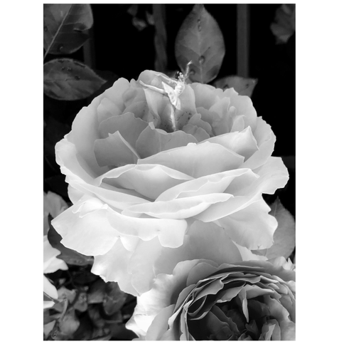 Black and white photo of a tiny ballerina striking a pose, one leg lifted and arms spread like wings, in the center of a rose with delicate, gently luminous petals. Another rose partially pushes in from below, and in the shadowy background are leaves sprinkled with raindrops.

This is a composite of two photos: a closeup of some garden roses (hanging down from a bush in the original, but rotated so that the blossoms face upwards) and a dancer of the Grand Kyiv Ballet, from their performance of “The Nutcracker” at the Kings Theatre in Brooklyn.