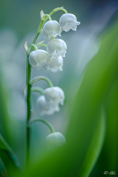 Close-up macro photograph of a lily of the valley stem with white bell-shaped flowers against a soft, dreamy bokeh of cool blue-grey and warm green tones from surrounding leaves.