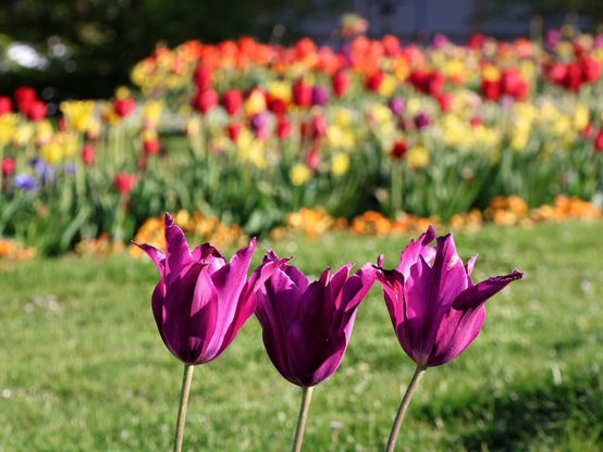 Three deep purple tulips with pointed petals stand in the foreground, sharply in focus. Behind them, a vibrant field of tulips in red, yellow, orange, and pink blooms under bright sunlight, creating a colourful, lively spring scene.