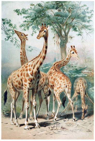 Four giraffes (Giraffa camelopardalis) are depicted in an open savanna; one individual grazes on the ground while another browses on the leaves of a nearby branch.