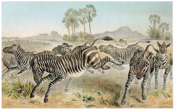 A herd of zebras gallops across the African savanna, while the faint silhouette of a lion lurks in the distance.