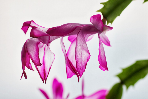 Close-up of a vibrant pink Schlumbergera flower with elongated, drooping petals, set against a soft white background, with green foliage visible in the top right corner.
