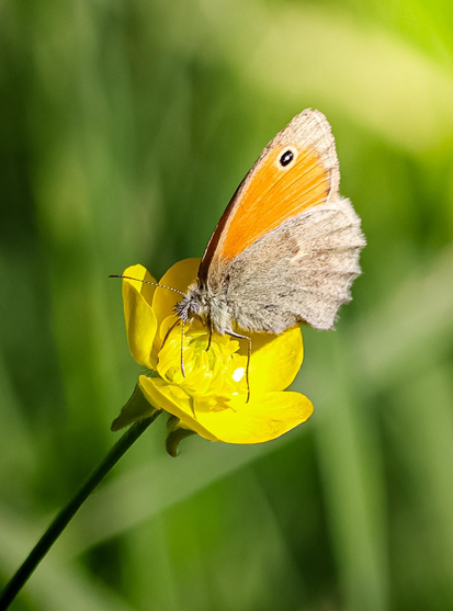 A close-up photograph of a small orange and white butterfly (a small heath) with a single black eye spot on its upper wing. It isperched on a bright yellow flower (a buttercup). The background is a soft, green, out-of-focus blur (we were in a big meadow in the park