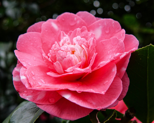 A vibrant pink Camellia flower with ruffled petals and delicate white variegation, beaded with raindrops.