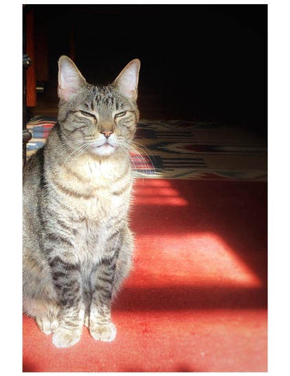My striped tabby Max (dearly missed) sits upright at the left side of the photo, eyes half-closed as he basks in sunlight streaming in through window blinds. The sun illuminates his chest and casts glowing rectangles of light on a carpet (mostly an earthy red, with geometric patterns on the far end). The rest of the room is in shadow.
