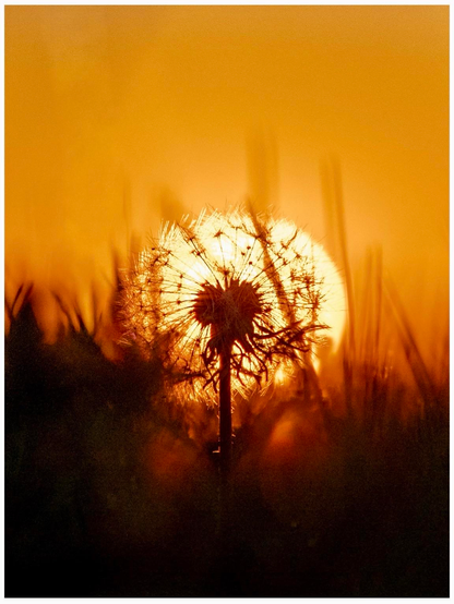 A silhouette of a dandelion against a glowing sunset, with warm orange hues filling the background. Soft grass blades are partially visible in the foreground.