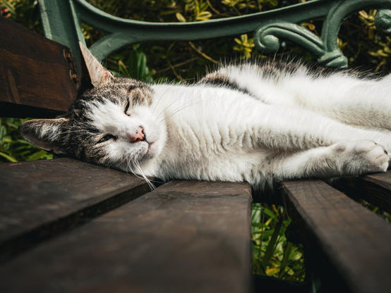 Close-up of a content tabby cat with a white face and chest resting its head on the slats of a wooden bench outdoors, with green foliage blurred in the background.