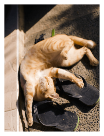 An orange tabby cat is stretched out on its back, relaxing on top of a pair of black flip-flops in the sunshine. - Google Gemini 3.1 Pro Preview
