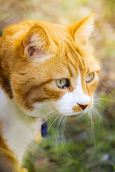 A photograph of a close-up side profile of an orange and white tabby cat with green eyes. Their fur is short and smooth and they have distinct orange stripes on thekr forehead and white fur on their cheeks and neck. Their whiskers are very long and white. The background is softly blurred with green and brown colours.