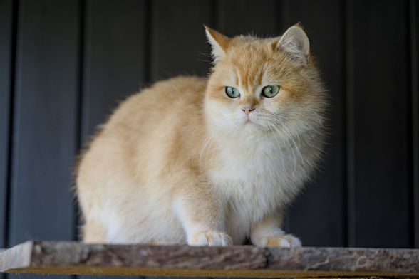 Cat looking left