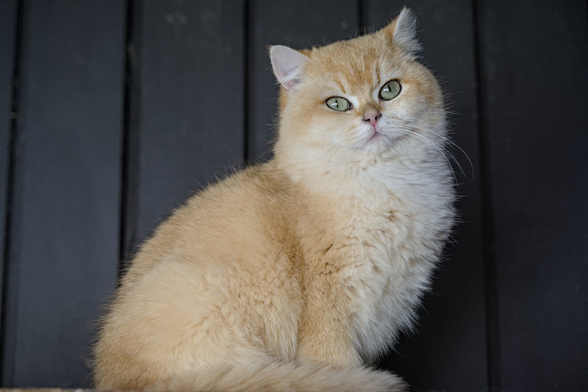 Cat looking at camera
